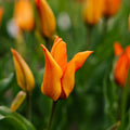 Tulppaani 'Greetje Smit'