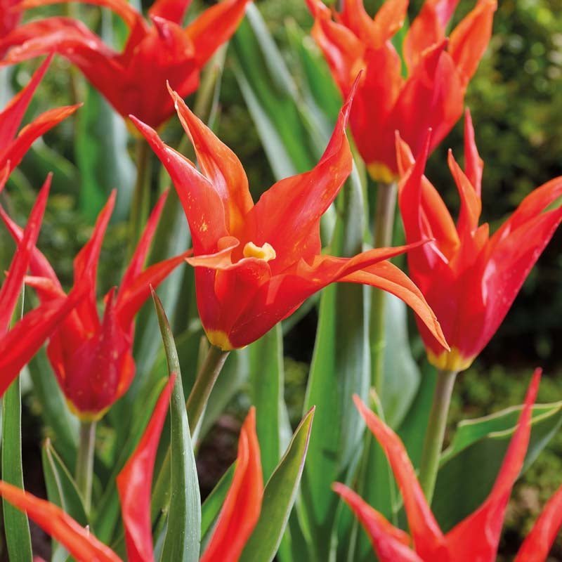 Tulppaani 'Greetje Smit'