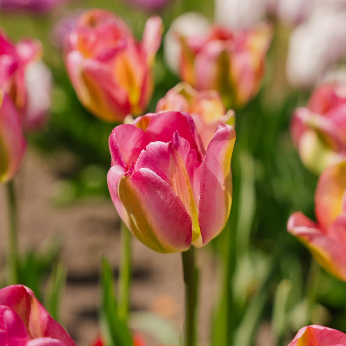 Tulppaani 'Groenland'