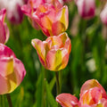 Tulppaani 'Groenland'