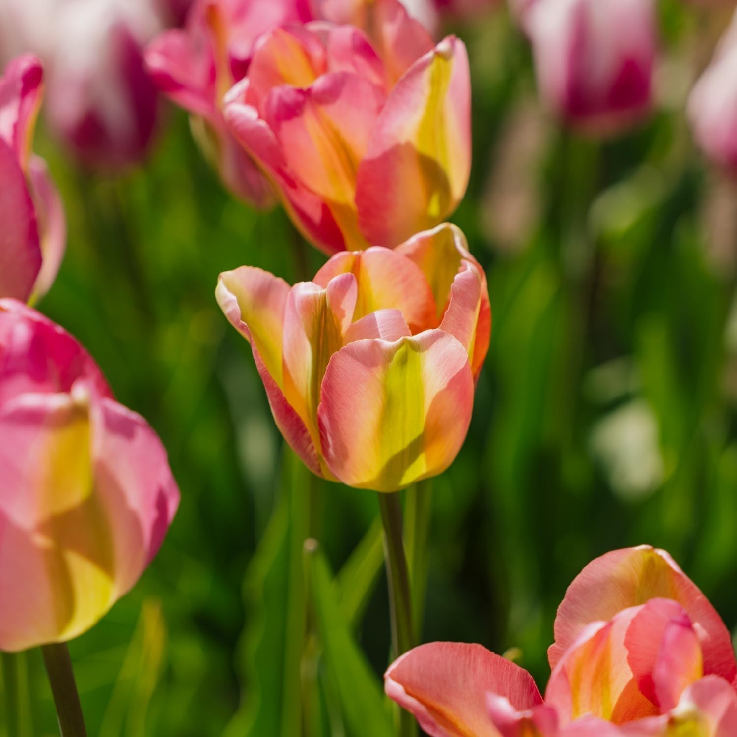 Tulppaani 'Groenland'