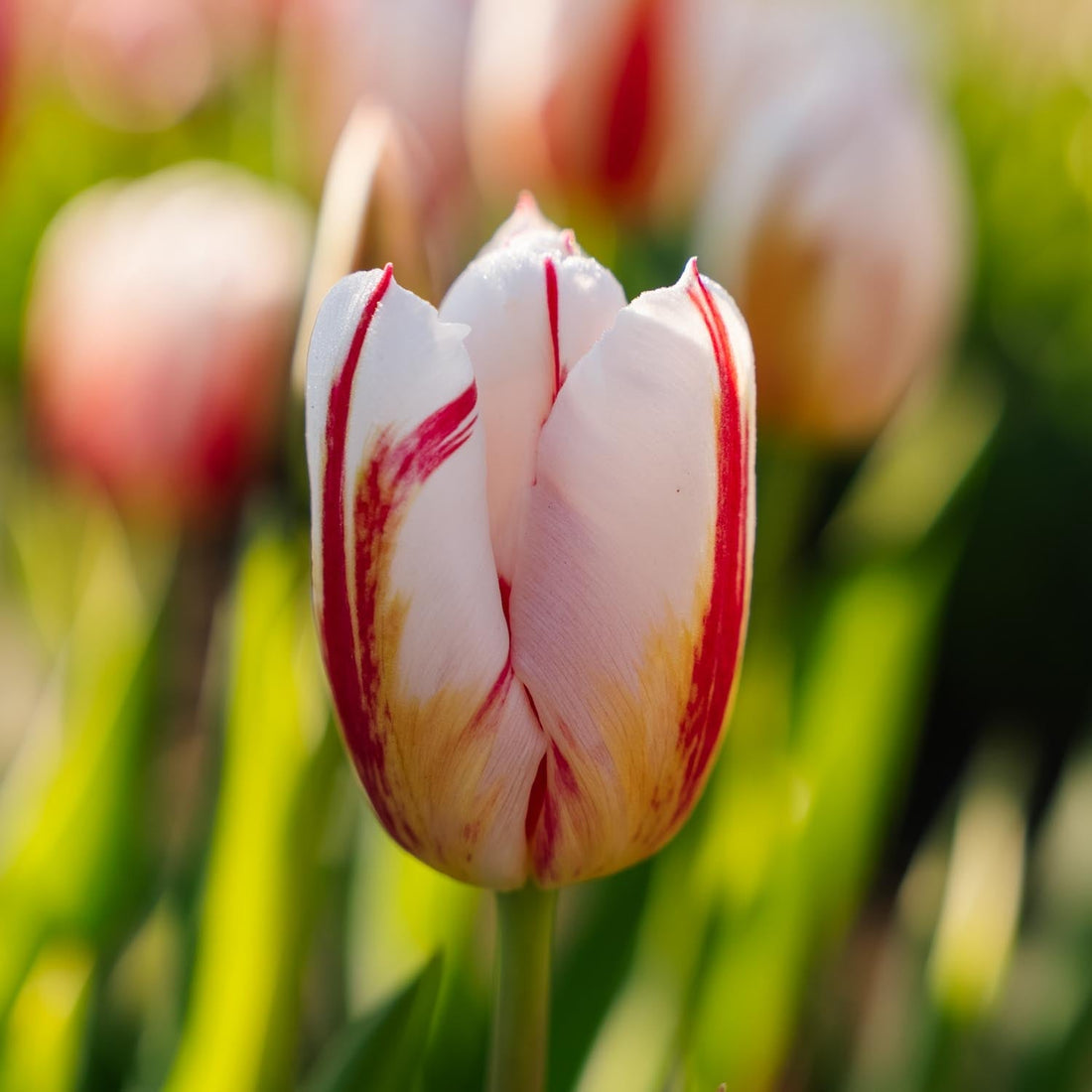 Tulppaani 'Happy Generation'