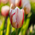 Tulppaani 'Happy Generation'