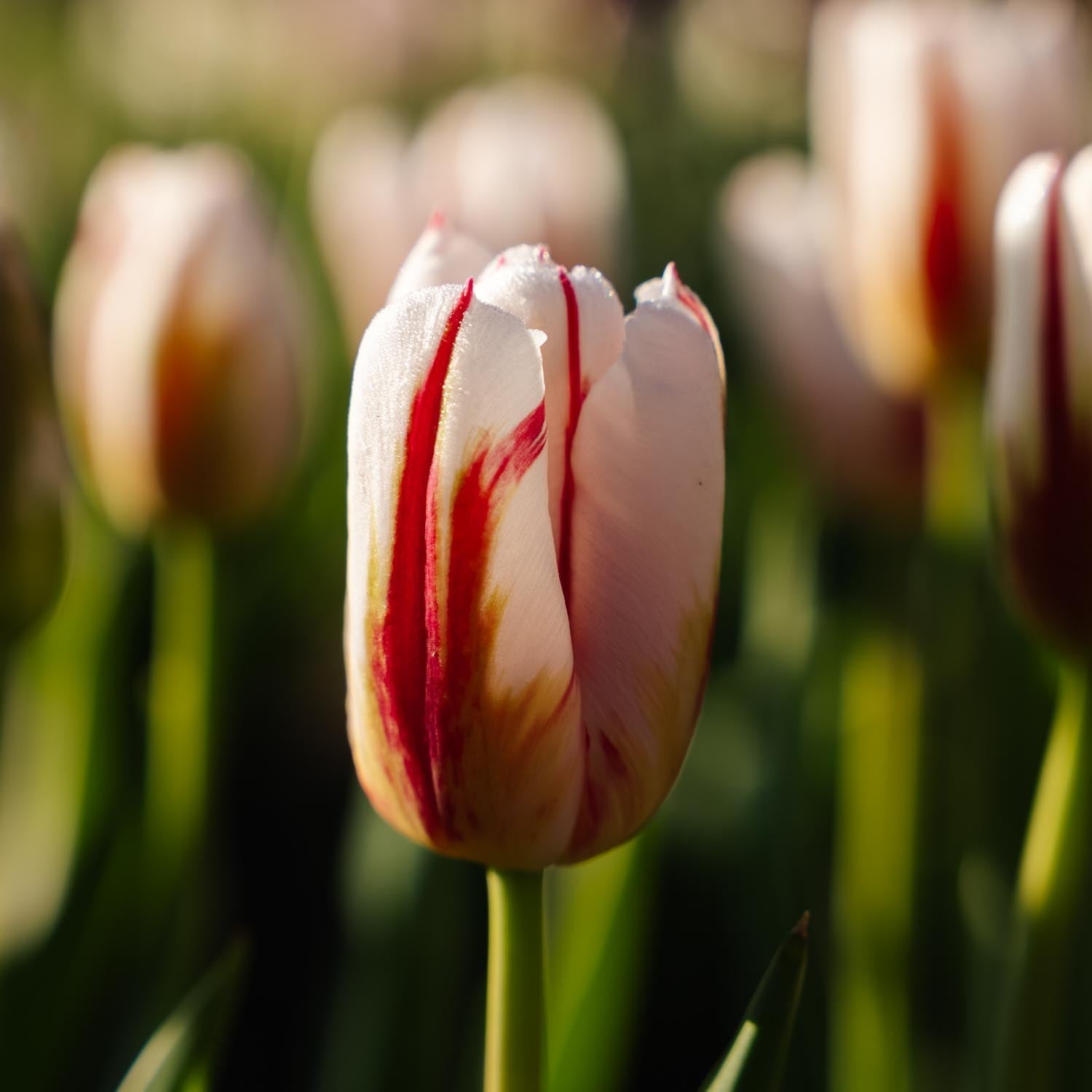 Tulppaani 'Happy Generation'