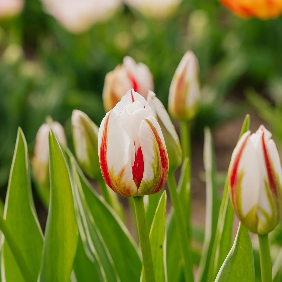 Tulppaani 'Happy Generation'