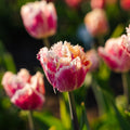 Tulppaani 'Hawaii'