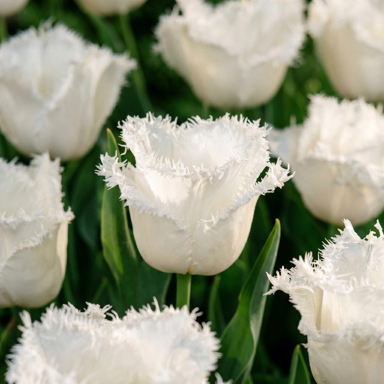 Tulppaani 'Honeymoon'