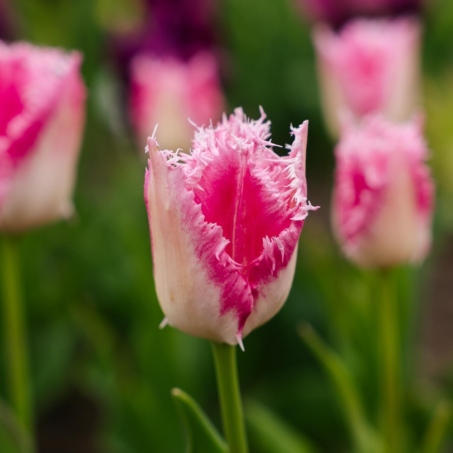 Tulppaani 'Huis Ten Bosch'
