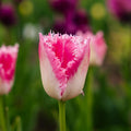 Tulppaani 'Huis Ten Bosch'