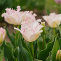 Tulppaani 'Huis Ten Bosch'