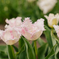 Tulppaani 'Huis Ten Bosch'