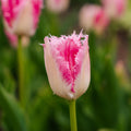 Tulppaani 'Huis Ten Bosch'