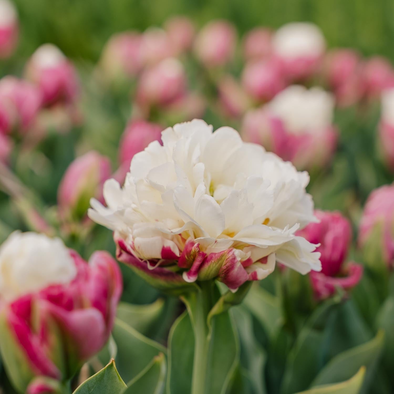 Tulppaani 'Ice Cream'