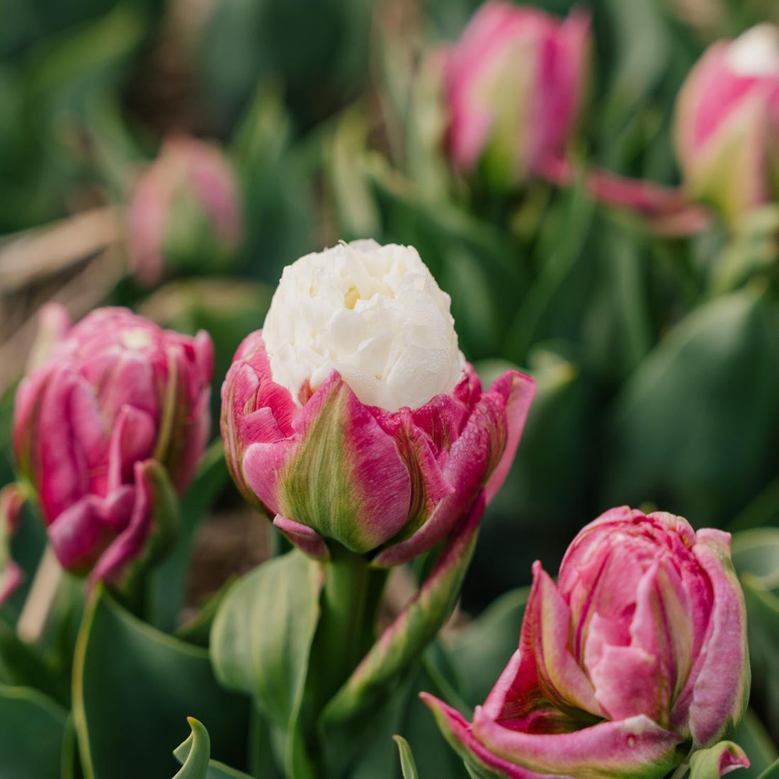 Tulppaani 'Ice Cream'