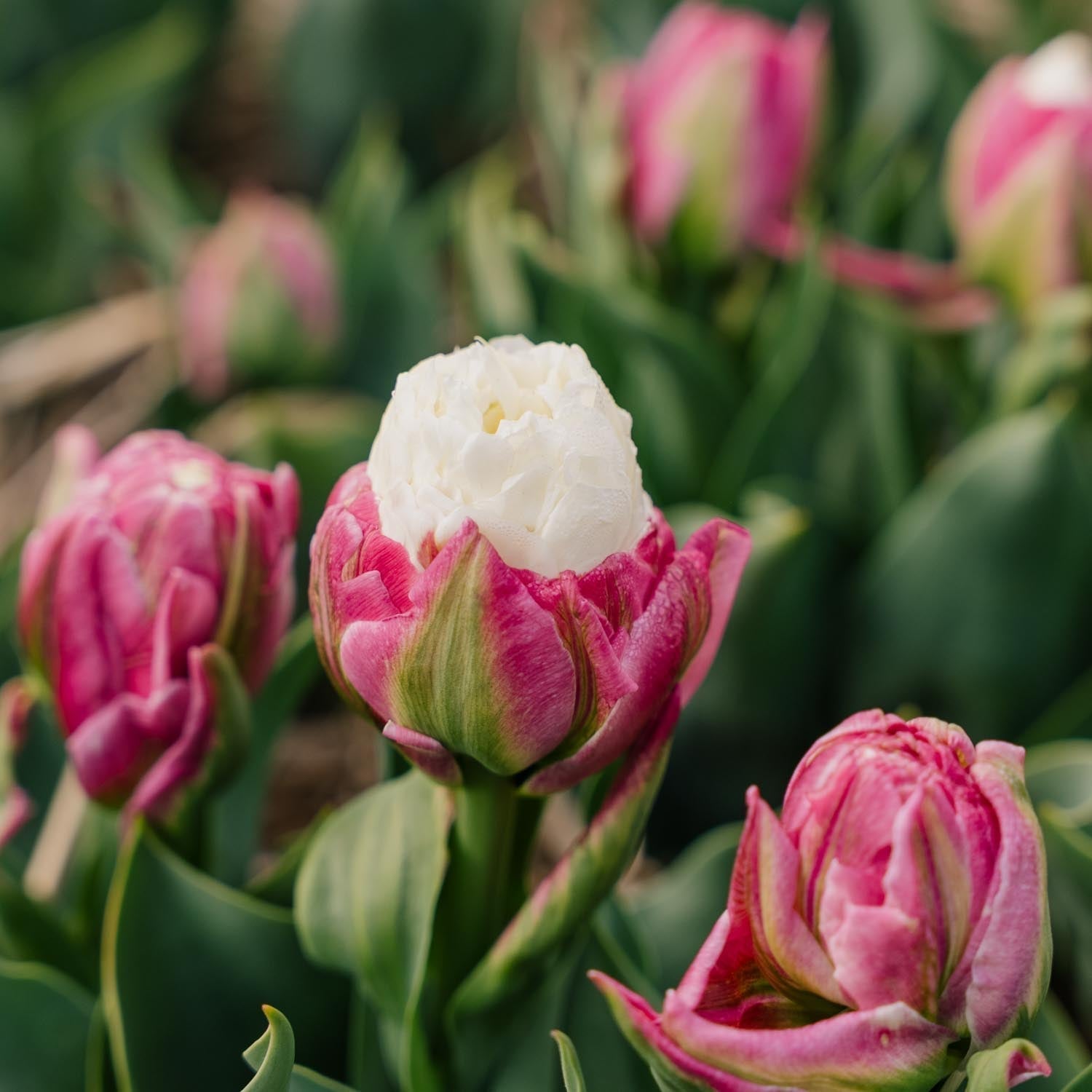Tulppaani 'Ice Cream'