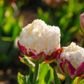 Tulppaani 'Ice Cream'