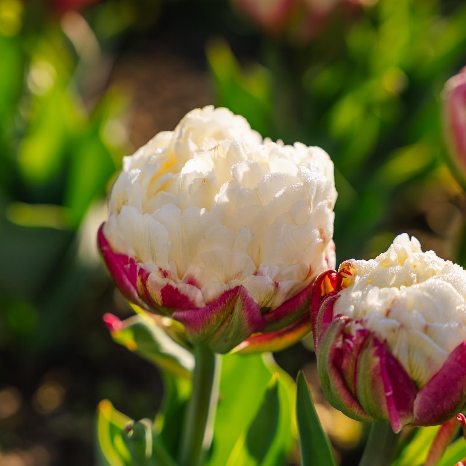 Tulppaani 'Ice Cream'