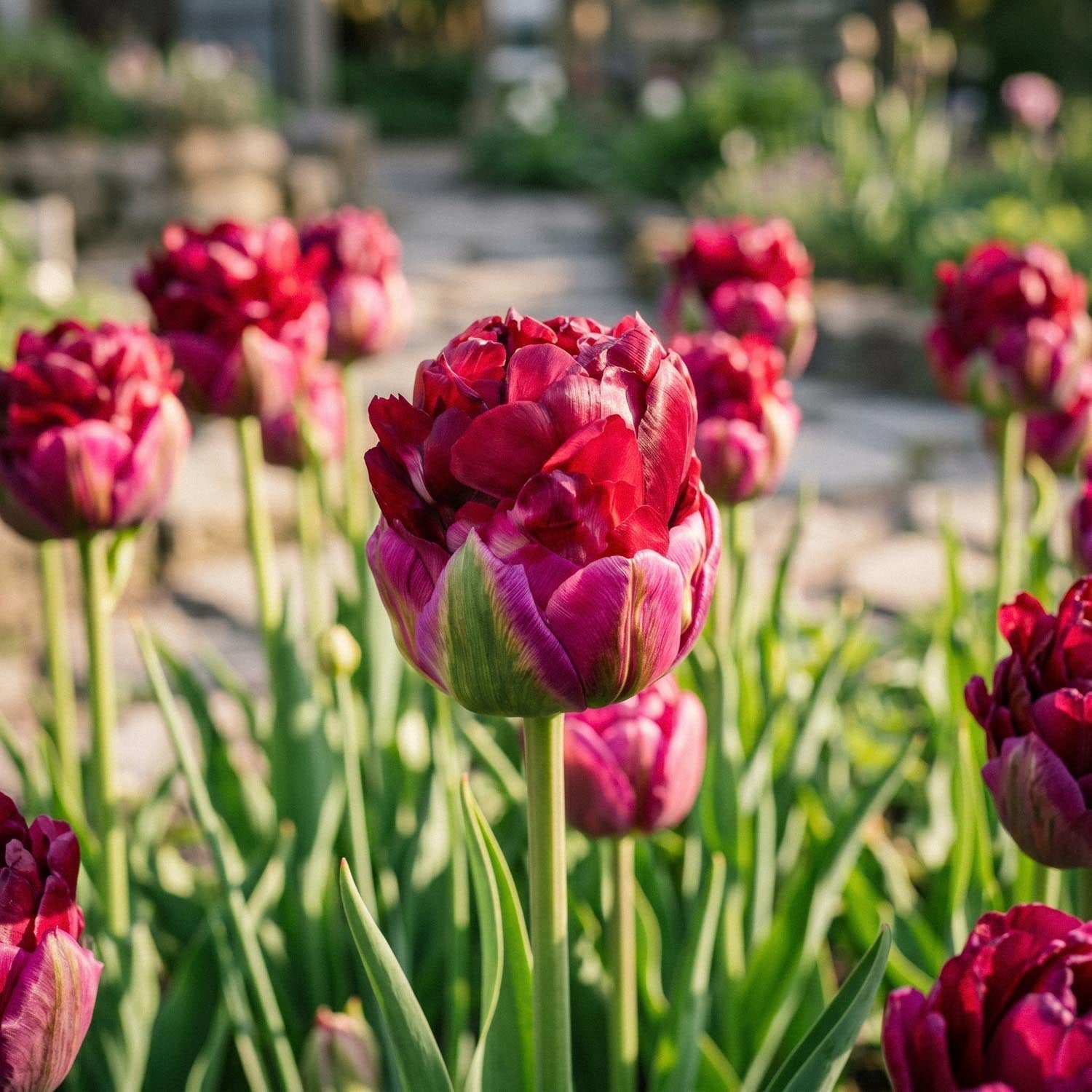 Tulppaani 'Ice Cream Cranberry'