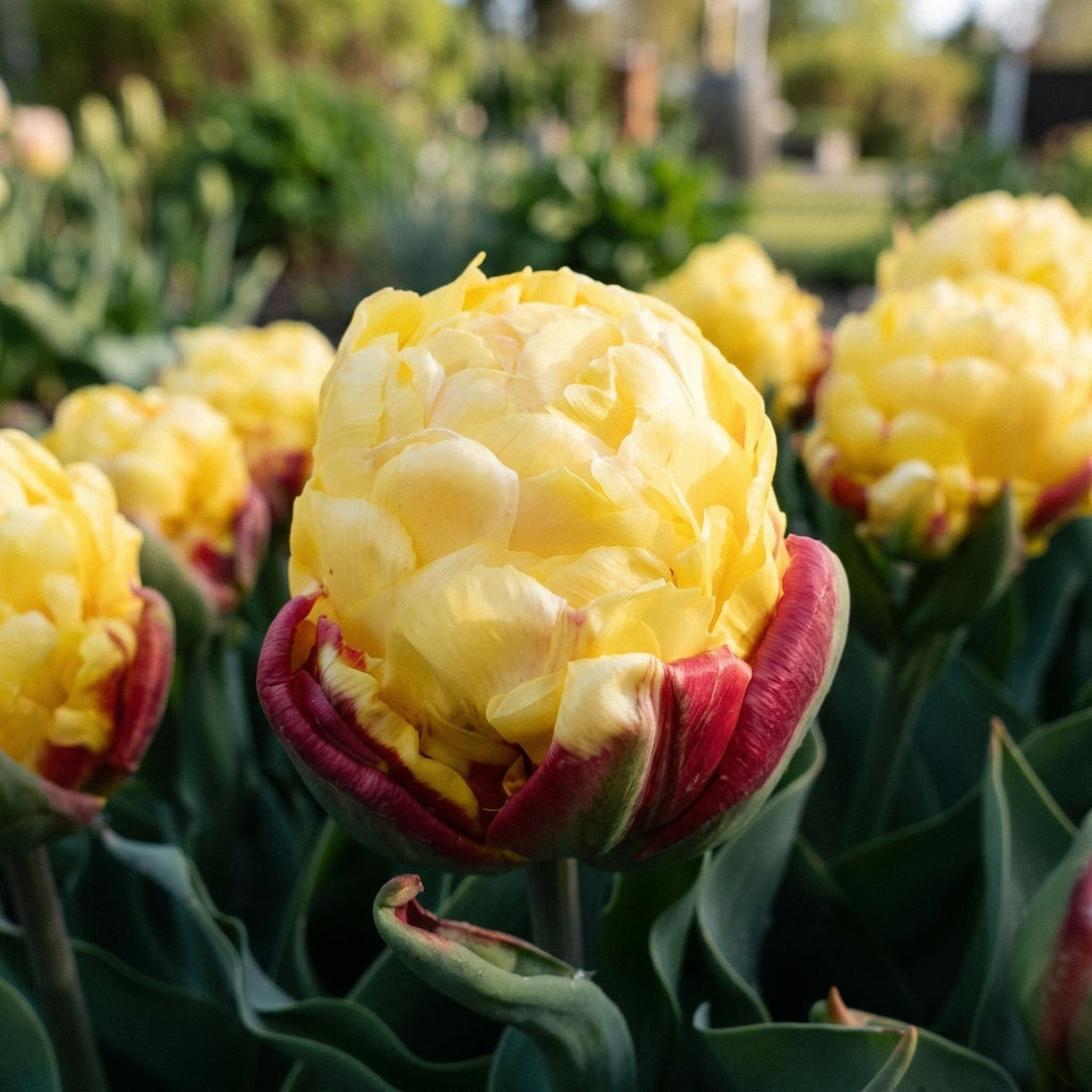 Tulppaani 'Ice Cream Lemon'