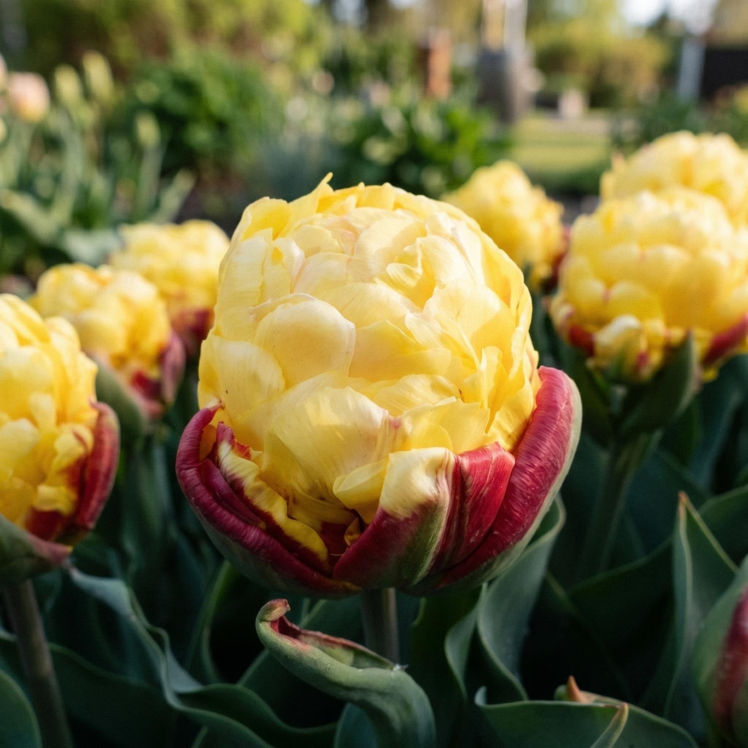 Tulppaani 'Ice Cream Lemon'