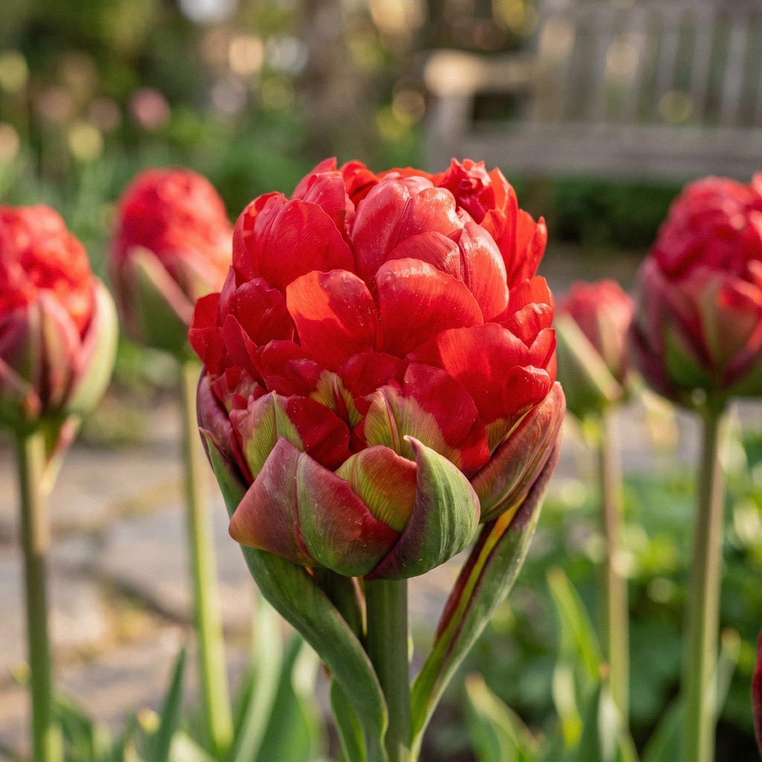 Tulppaani 'Ice Cream Strawberry'