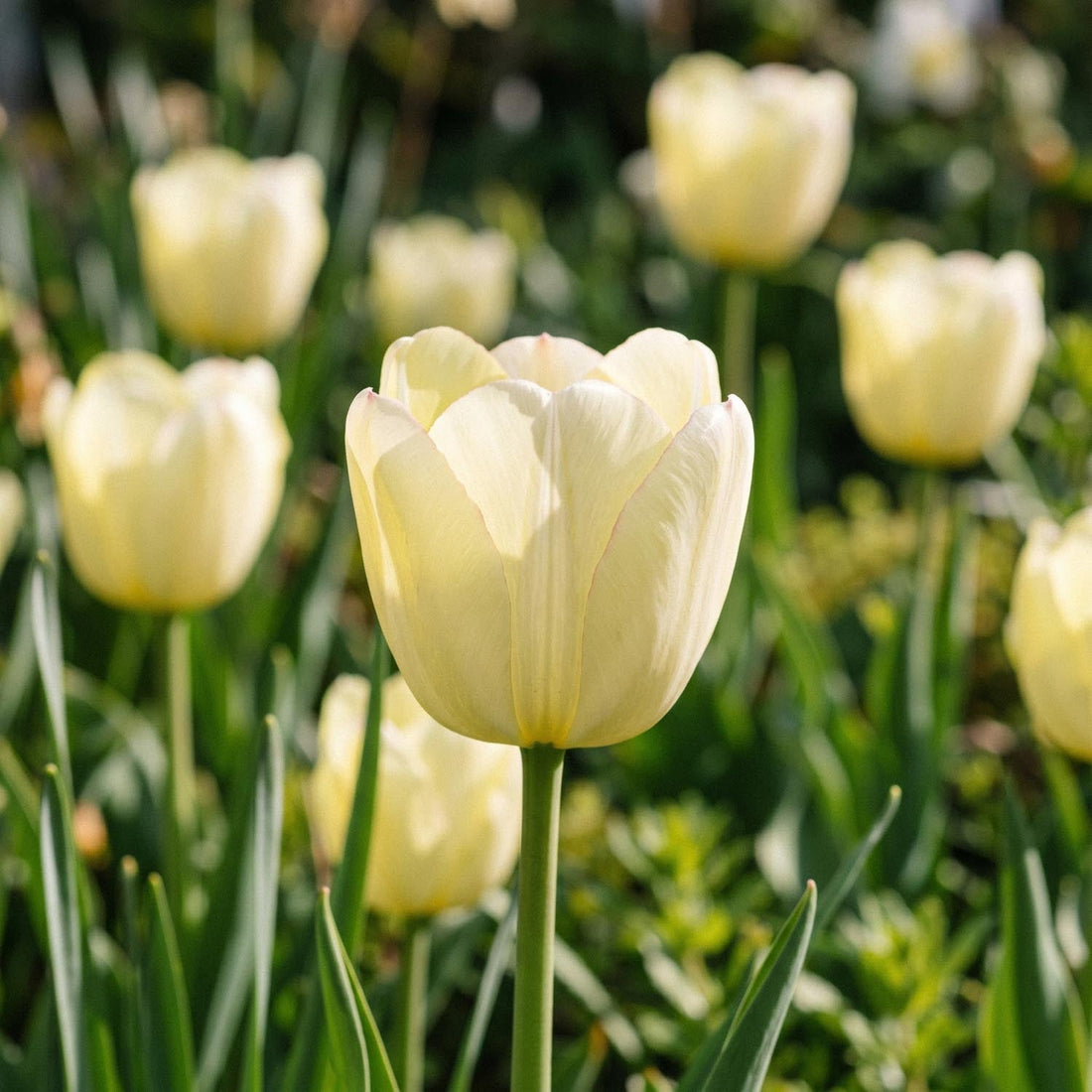 Tulppaani 'Ivory Floradale'