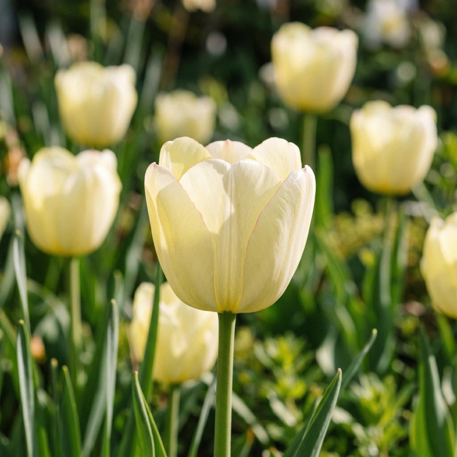 Tulppaani 'Ivory Floradale'