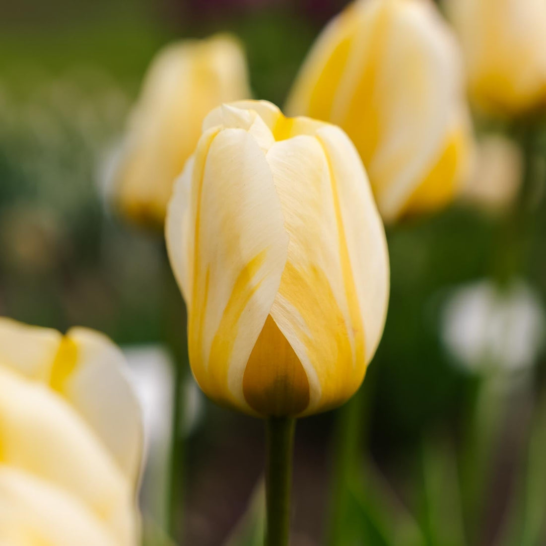 Tulppaani 'Jaap Groot'
