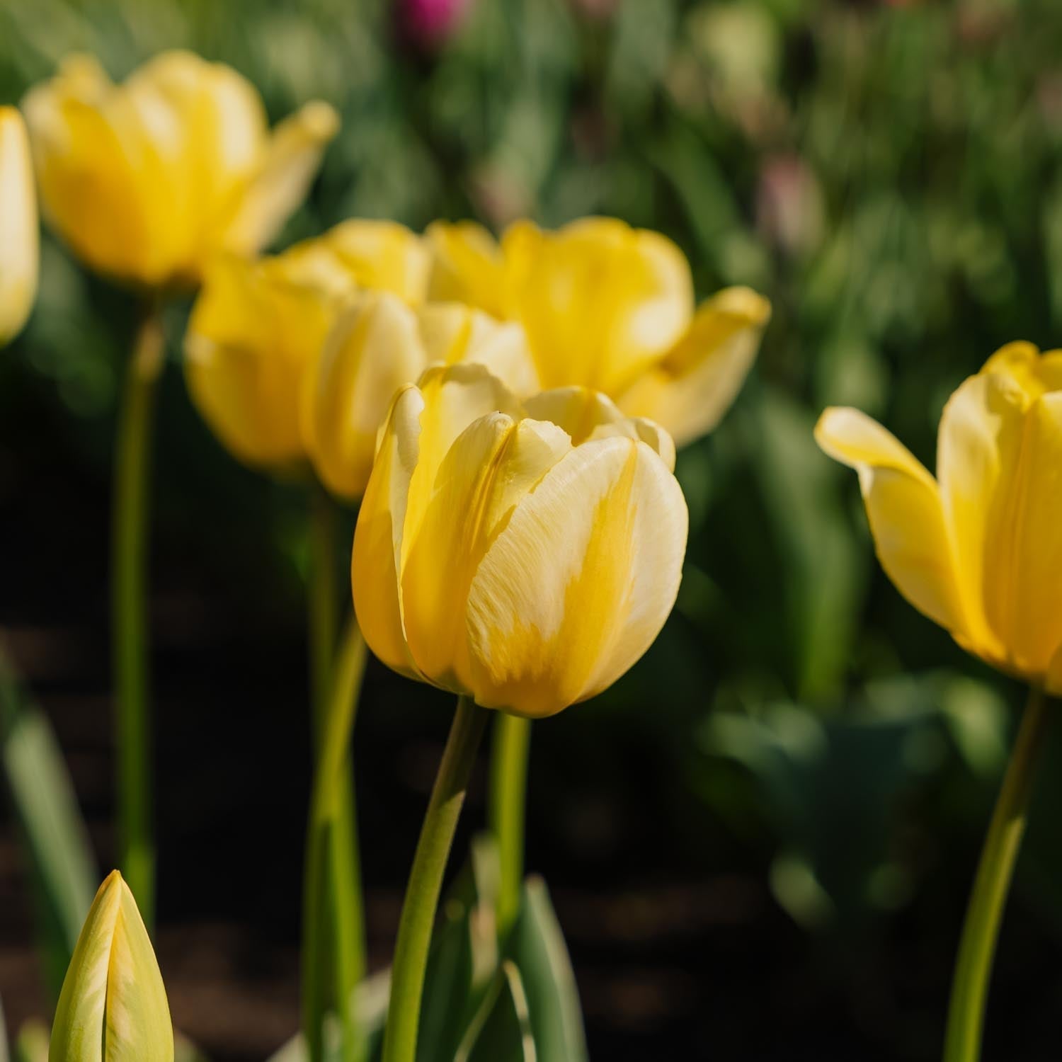 Tulppaani 'Jaap Groot'