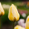 Tulppaani 'Jaap Groot'