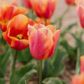 Tulppaani 'Jimmy'