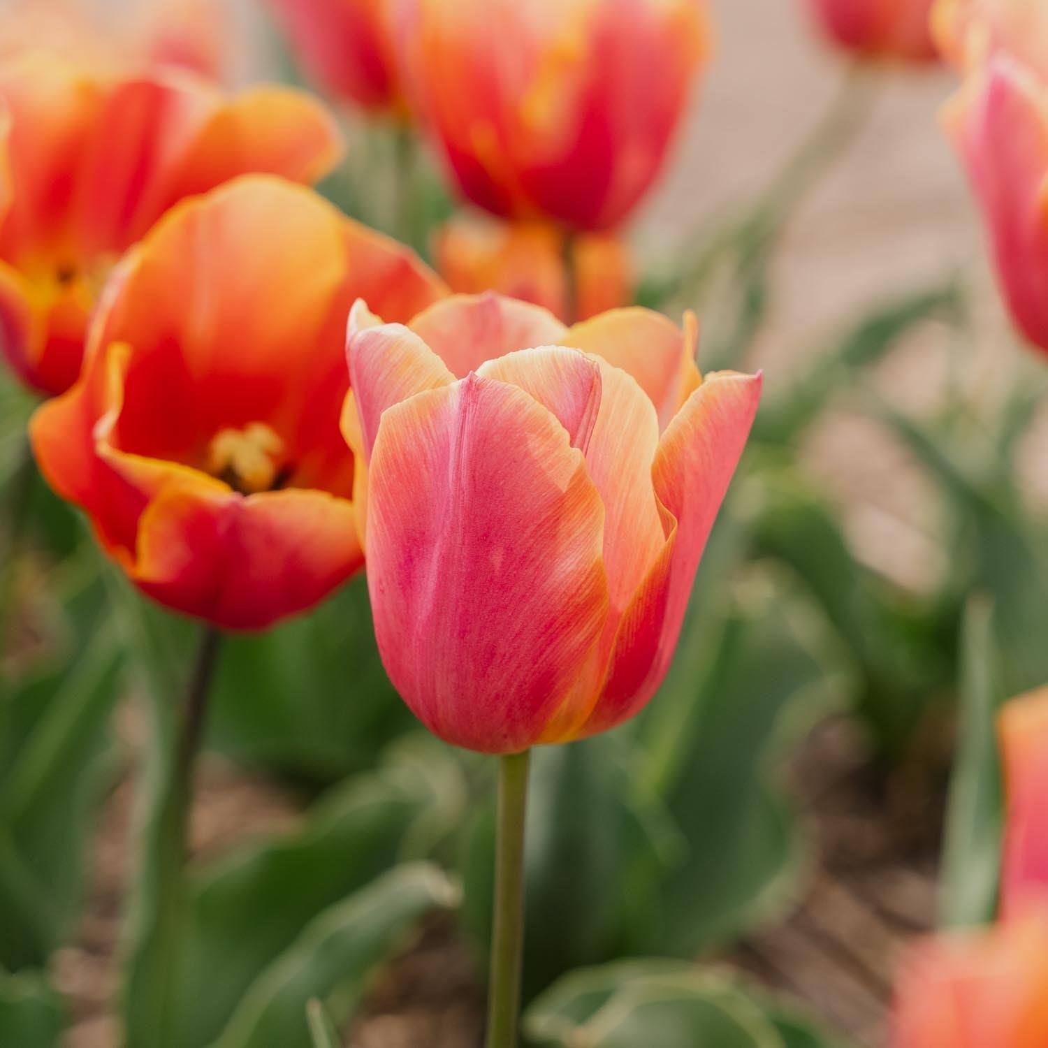 Tulppaani 'Jimmy'