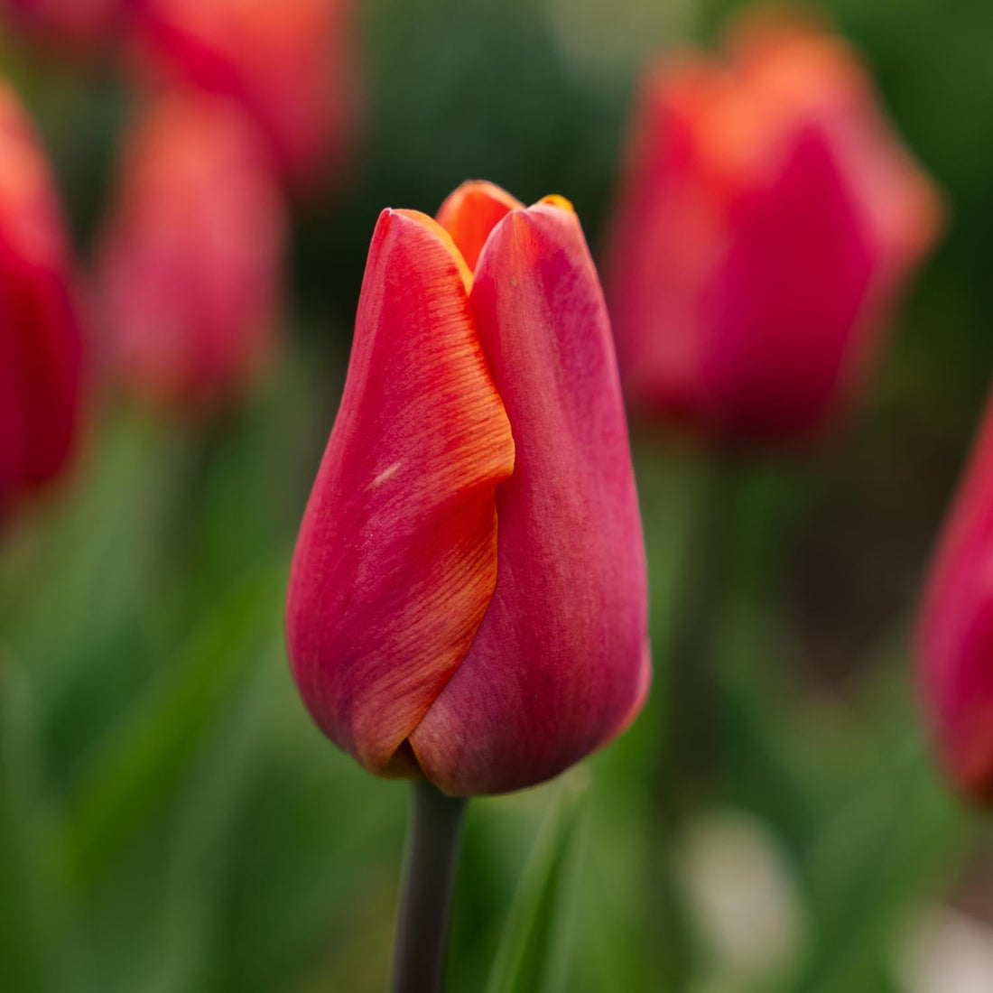 Tulppaani 'Jimmy'