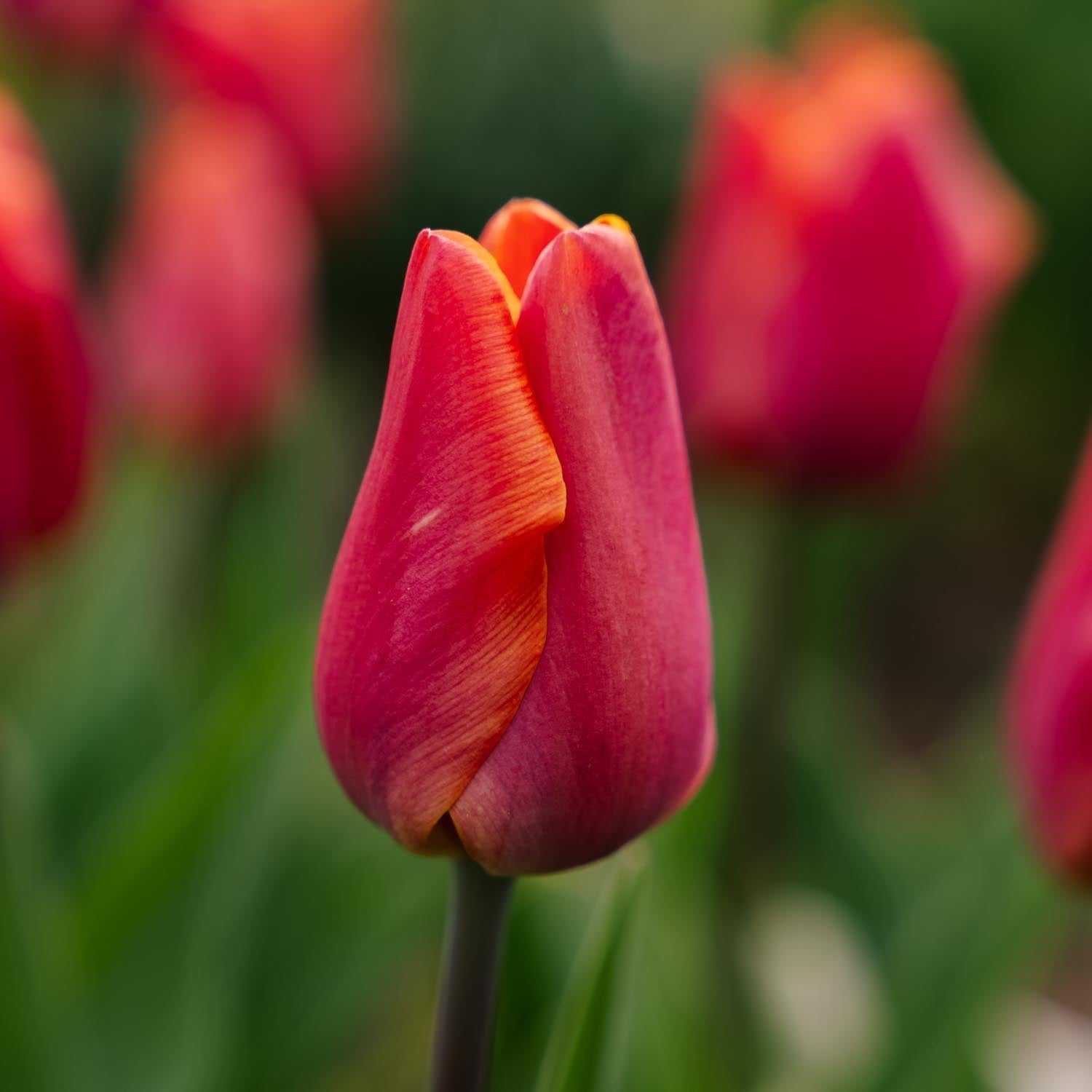 Tulppaani 'Jimmy'