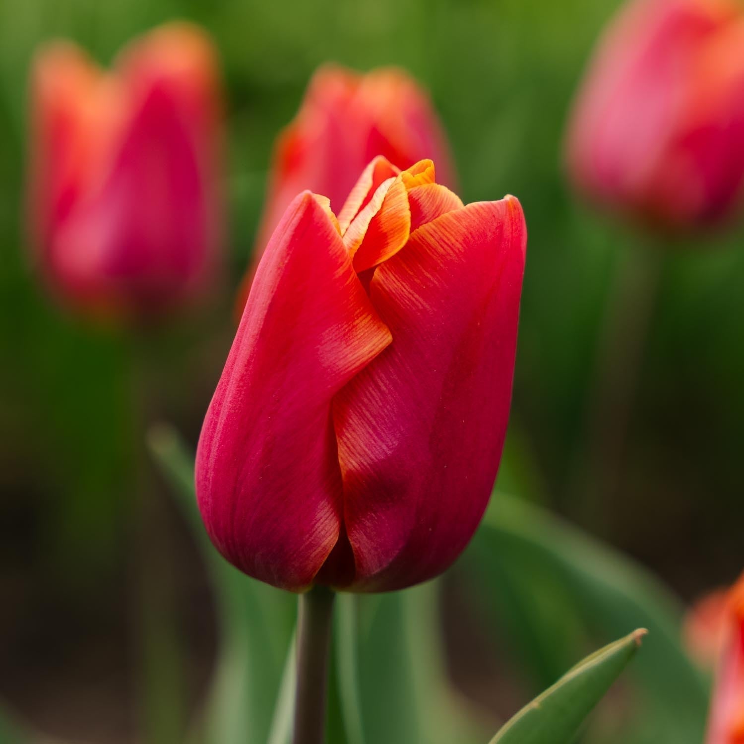 Tulppaani 'Jimmy'