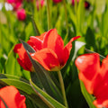 Tulppaani 'Julius Caesar'