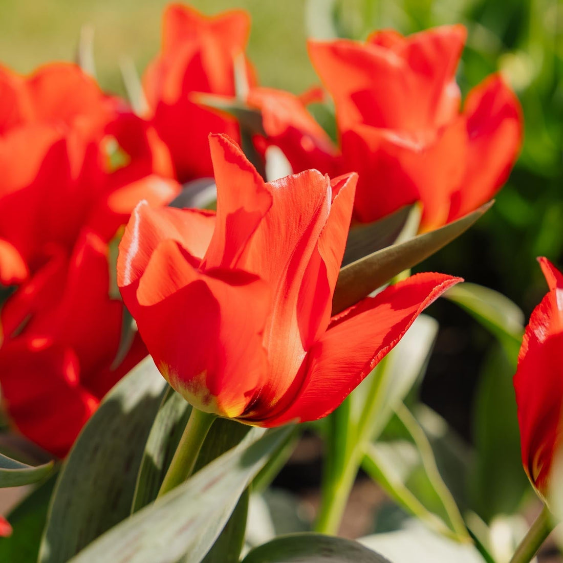 Tulppaani 'Julius Caesar'