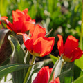 Tulppaani 'Julius Caesar'