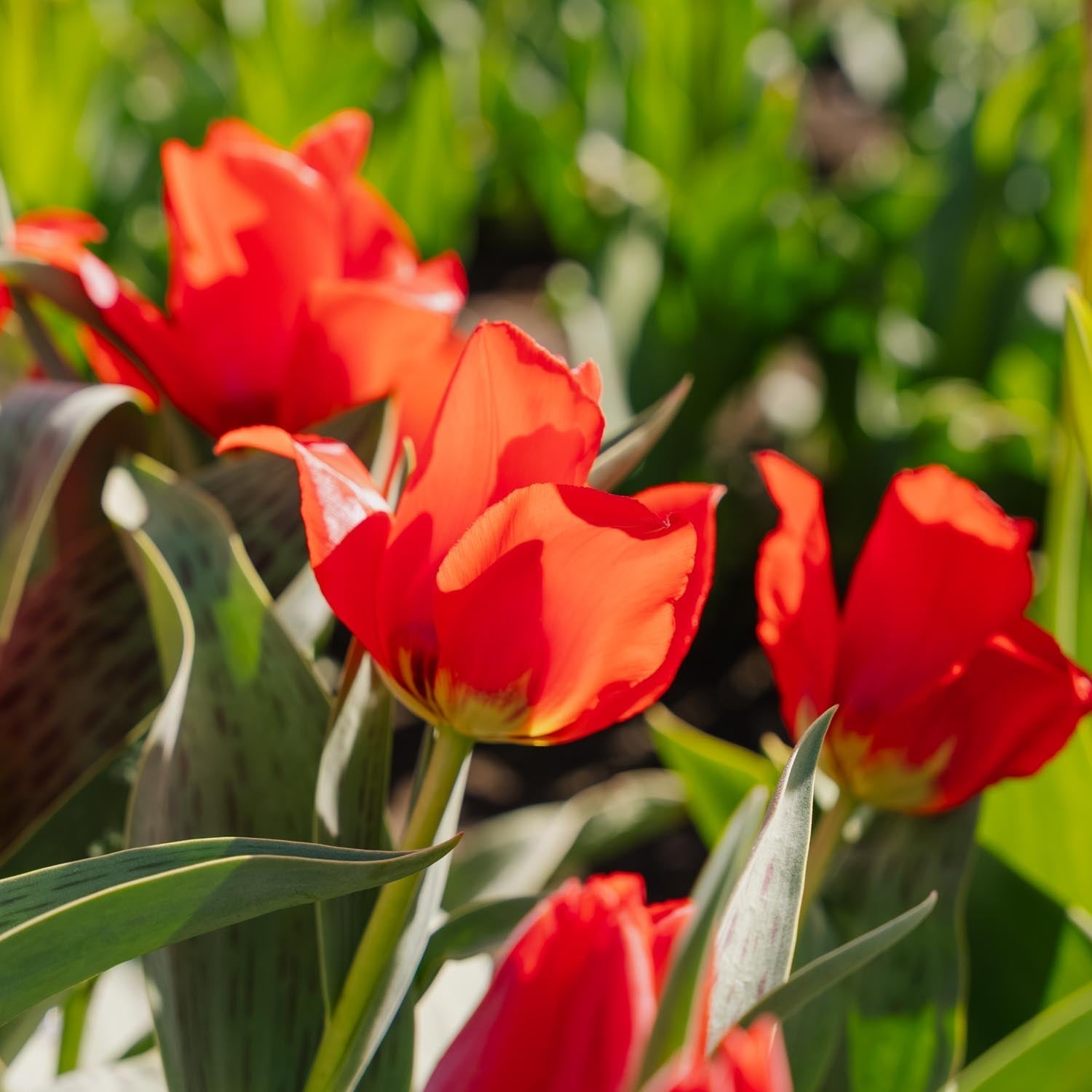 Tulppaani 'Julius Caesar'