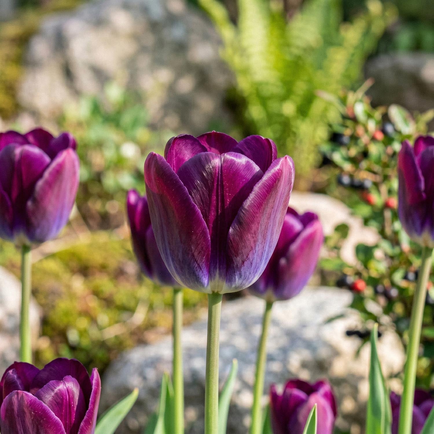 Tulppaani 'Kansas Proud'