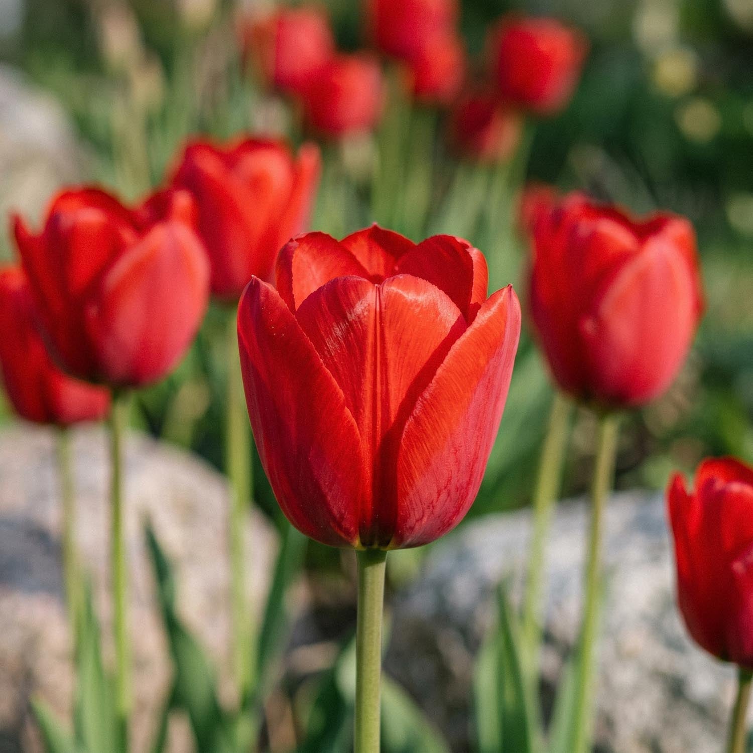Tulppaani 'Kingsblood'
