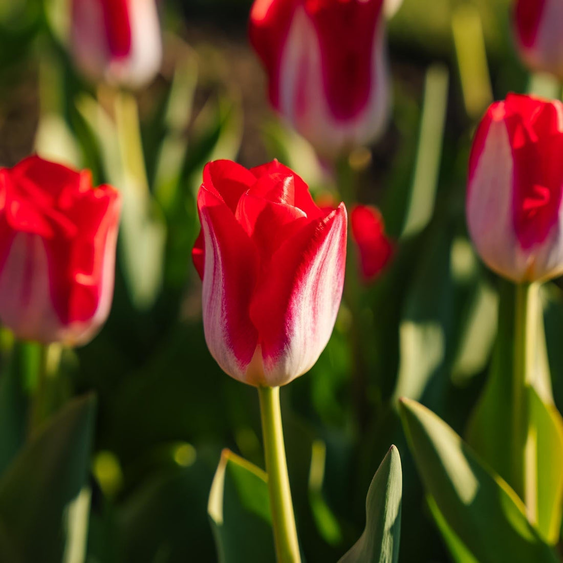 Tulppaani 'Kissable'
