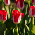 Tulppaani 'Kissable'