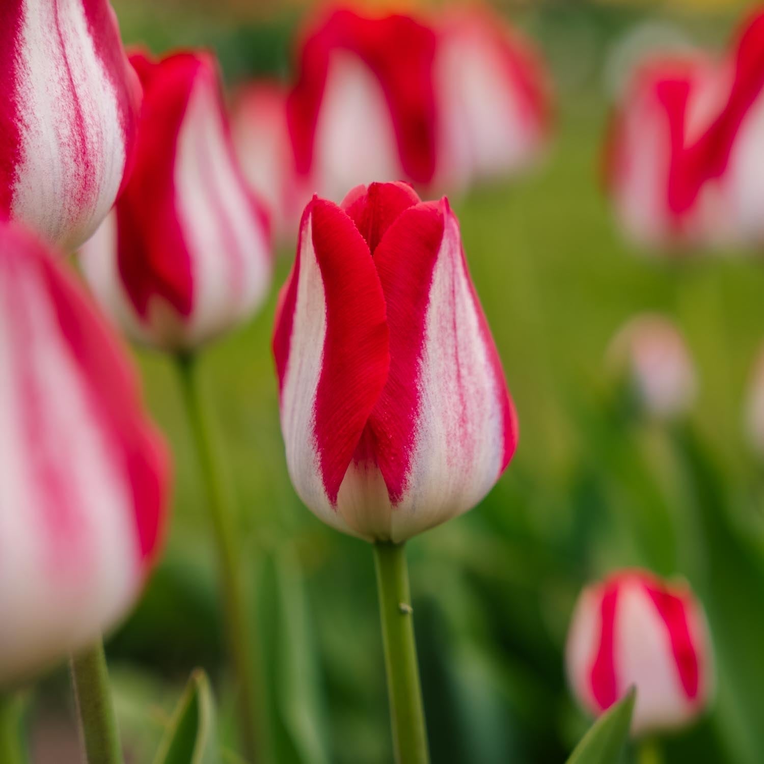 Tulppaani 'Kissable'