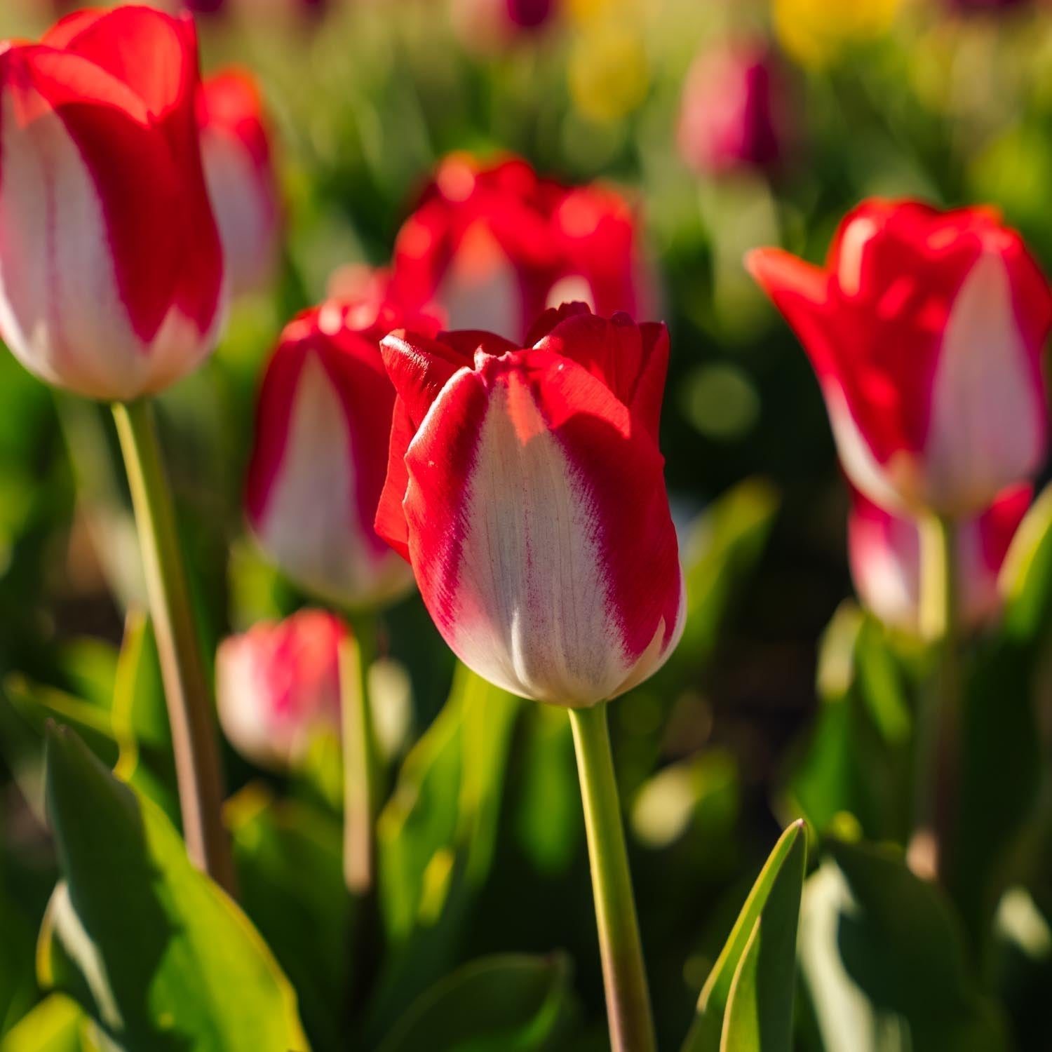 Tulppaani 'Kissable'