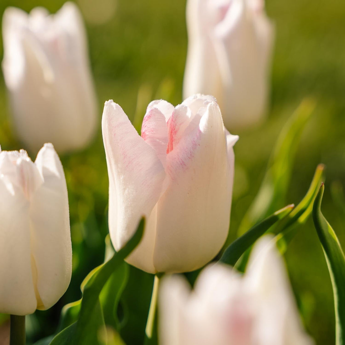 Tulppaani 'Kyoko Takahashi'