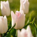 Tulppaani 'Kyoko Takahashi'