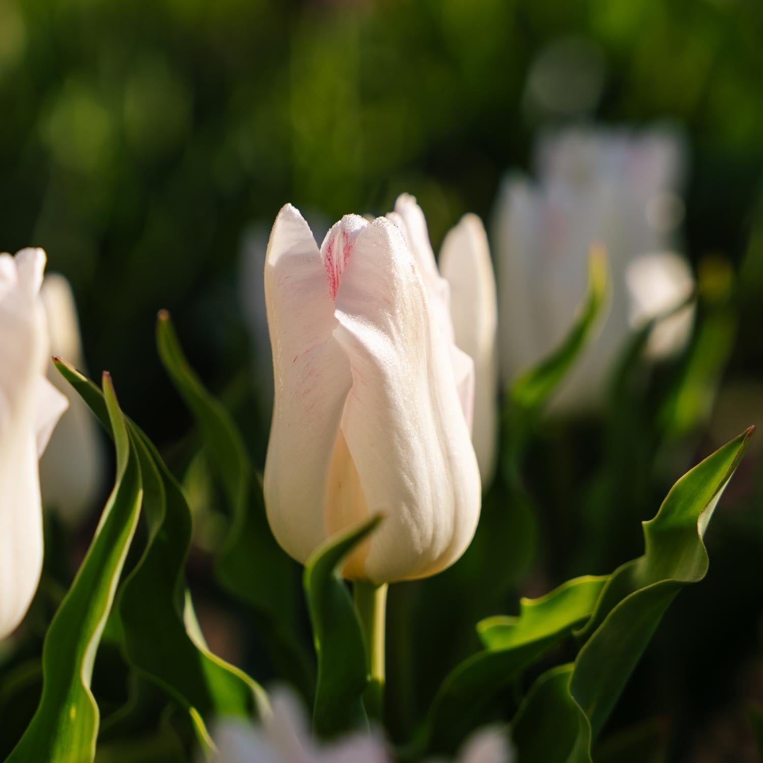 Tulppaani 'Kyoko Takahashi'