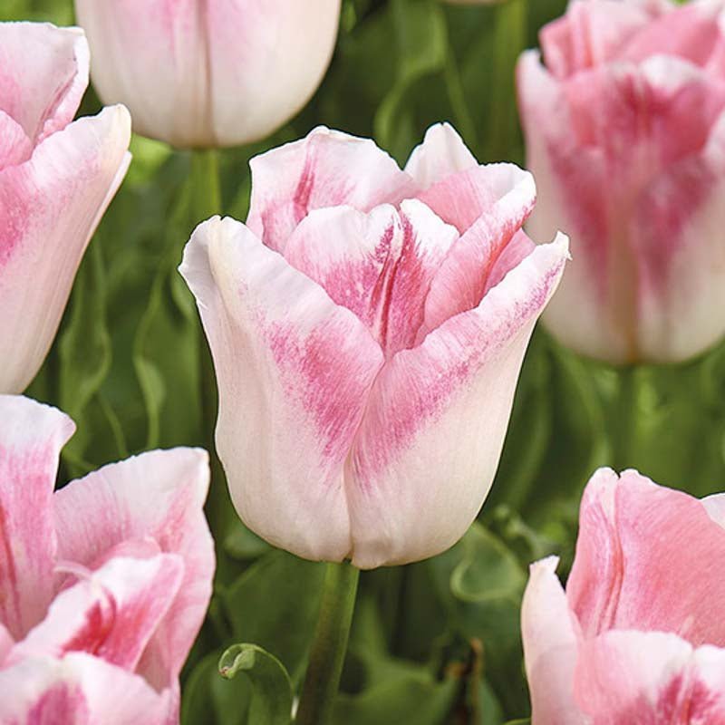 Tulppaani 'Kyoko Takahashi'