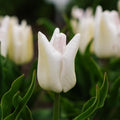 Tulppaani 'Kyoko Takahashi'
